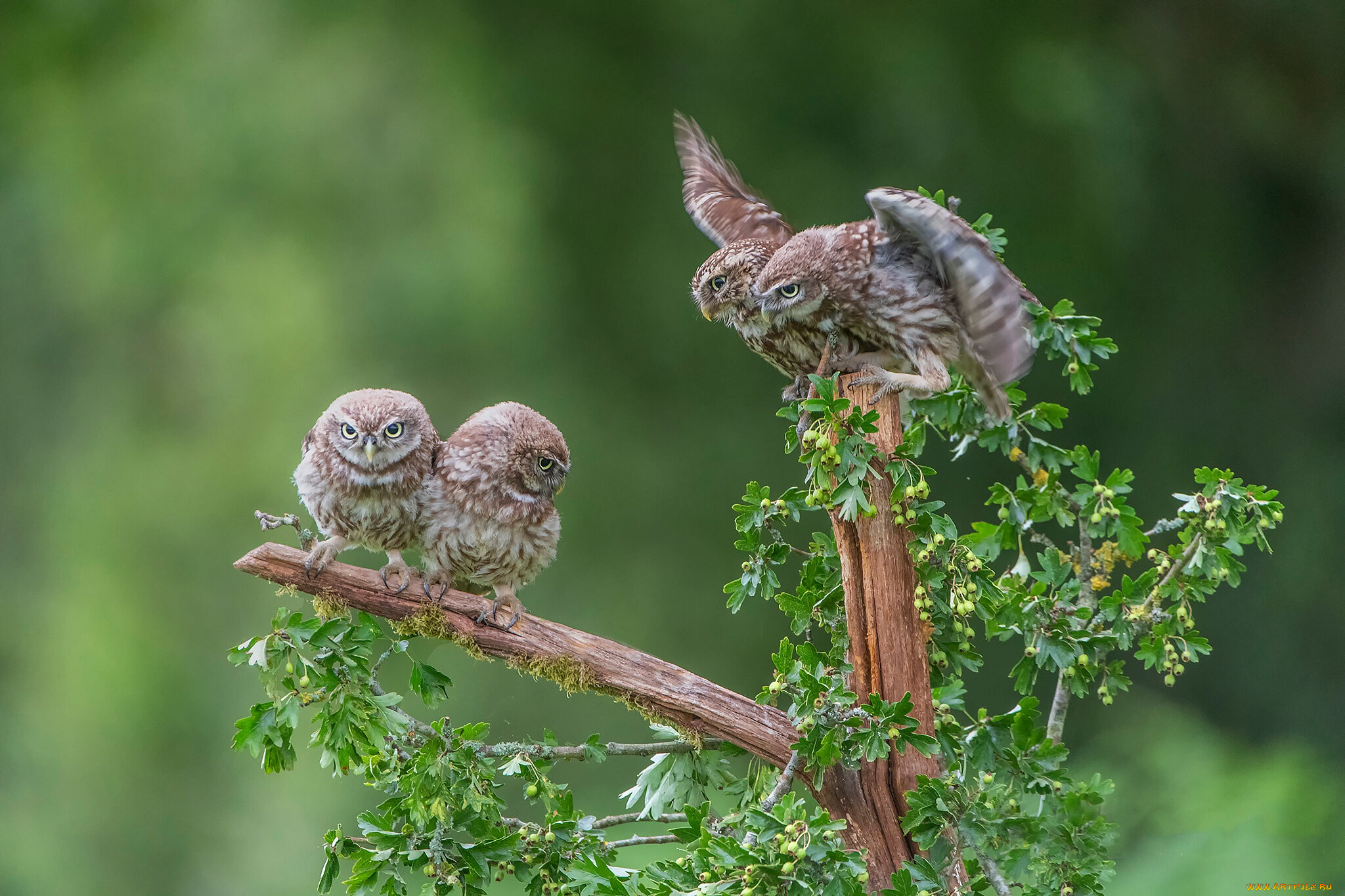 ��������, ����, �����